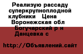 Реализую рассаду суперкрупноплодной клубники › Цена ­ 37 - Воронежская обл., Богучарский р-н, Данцевка с.  »    